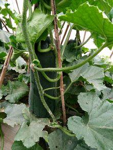 吃瓜 黑料 今日大瓜,吃瓜群众热议黑料风云