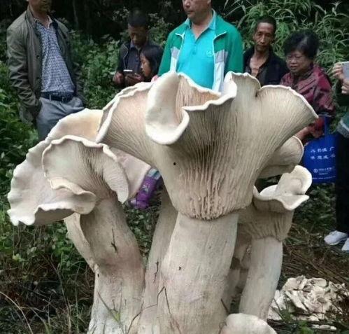 蘑菇大象吃瓜网黑料在线,黑料在线事件背后的真相