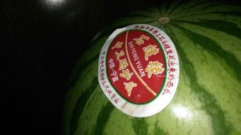 51今日黑瓜吃料爆料官网,揭秘官网最新爆料，带你领略娱乐圈风云变幻