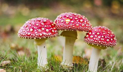 蘑菇视频爆料黑料吃瓜